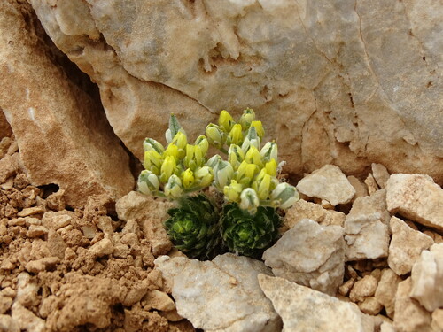 Draba cretica, photograph 2