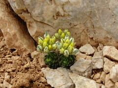 Draba cretica, photograph (c) Grzegorz Grzejszczak, some rights reserved (CC BY-SA)