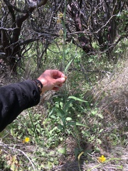 Fritillaria micrantha