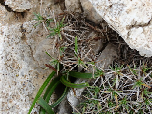 Image of Acantholimon androsaceum by (c) Grzegorz Grzejszczak, some rights reserved (CC BY-SA)