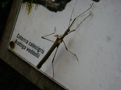 Pseudophasma blanchardi