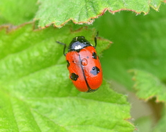 Cryptocephalus cordiger