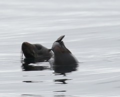 Arctocephalus townsendi