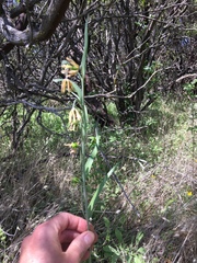 Fritillaria micrantha