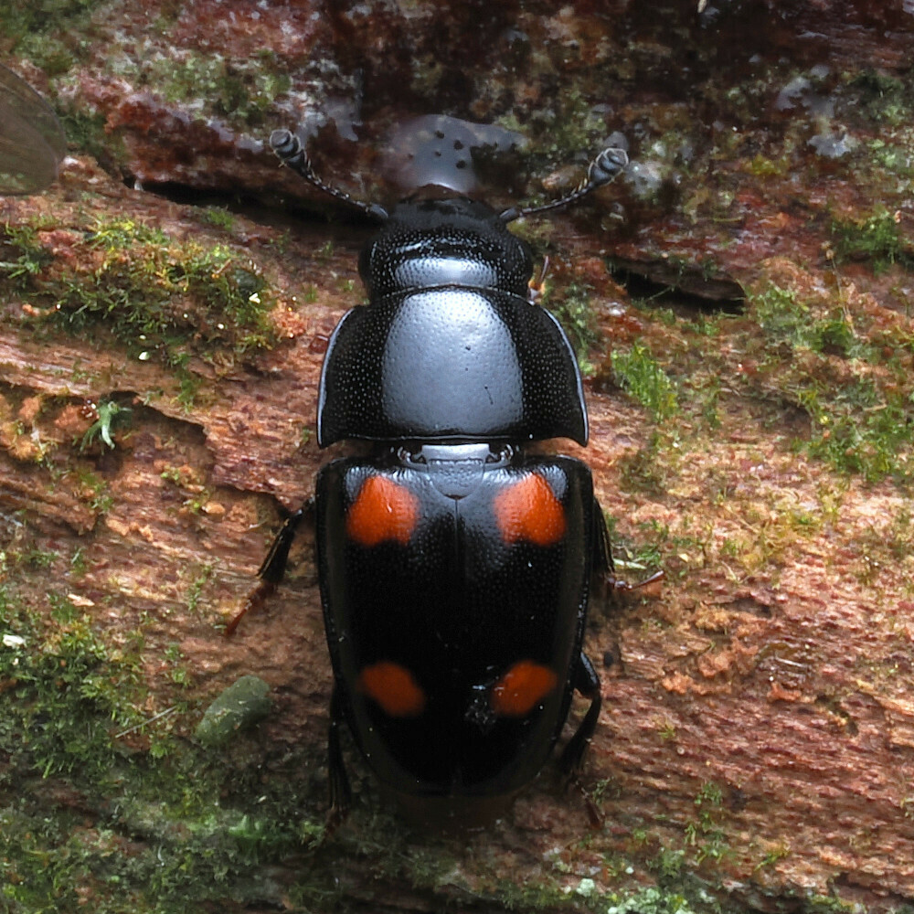 Glischrochilus rufiventris