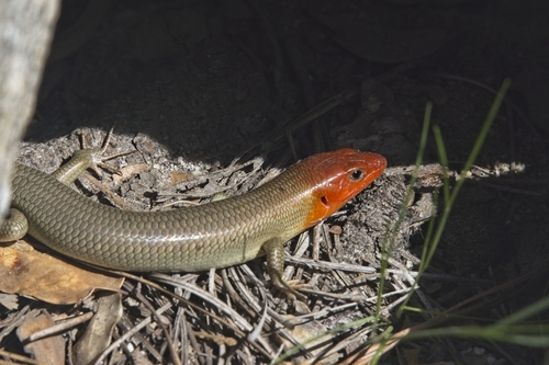 iNaturalist observation photo of Gilbert's Skink