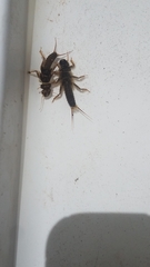 Hesperoperla pacifica