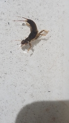 Hesperoperla pacifica