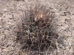 Coryphantha poselgeriana