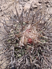 Coryphantha poselgeriana