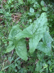 Arum maculatum
