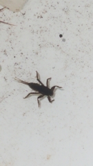 Ephemerellidae