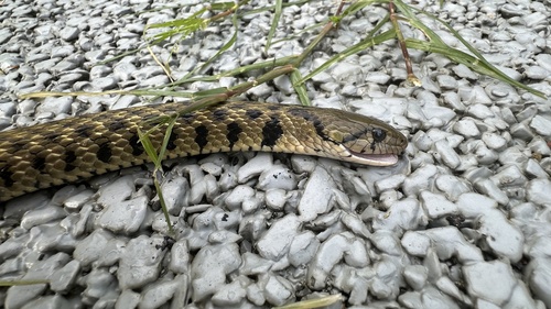 Yellow-spotted Keelback
