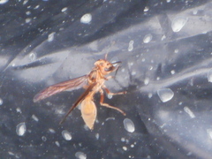 Synoeca virginea
