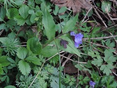 Pulmonaria hirta