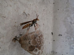 Polistes myersi