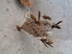 Polistes myersi