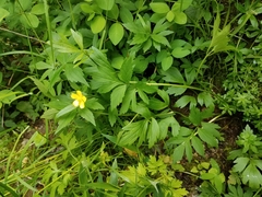 Ranunculus hispidus caricetorum