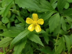 Ranunculus hispidus caricetorum