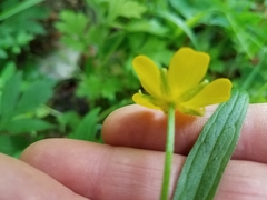 Ranunculus hispidus caricetorum