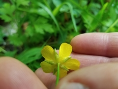 Ranunculus hispidus caricetorum