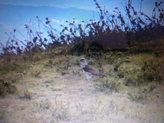 Vanellus resplendens