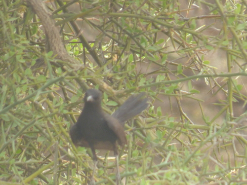 Black Scrub-Robin