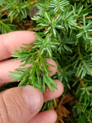 Juniperus rigida conferta