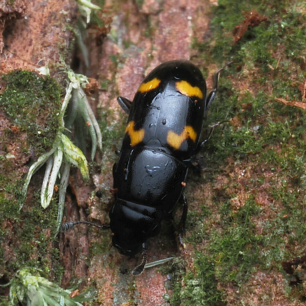 Glischrochilus subcylindricus