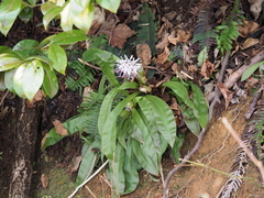 Heloniopsis orientalis