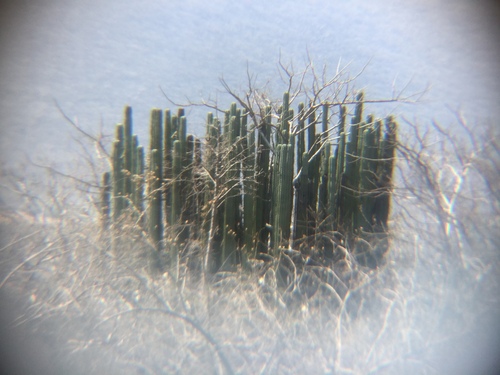 Image of Pachycereus weberi by (c) Erick Vélez Sánchez, some rights reserved (CC BY)