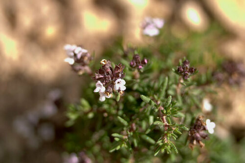 Gibraltar thyme (Thymus willdenowii)