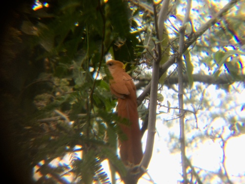 Mexican Squirrel Cuckoo (Piaya mexicana), photo 9