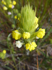 Castilleja rubicundula lithospermoides