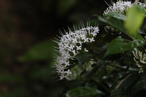 Image of Pavetta hongkongensis by no rights reserved
