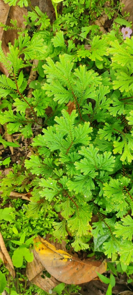 Selaginella bisulcata (Selaginella bisulcata)