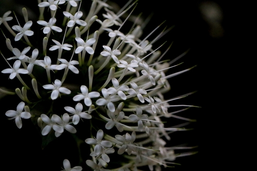Image of Pavetta hongkongensis by no rights reserved