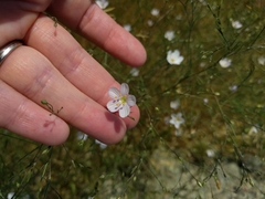 Leptosiphon liniflorus