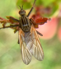 Empis
