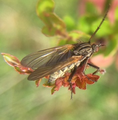 Empis