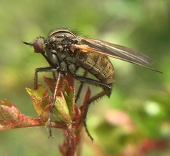 Empis