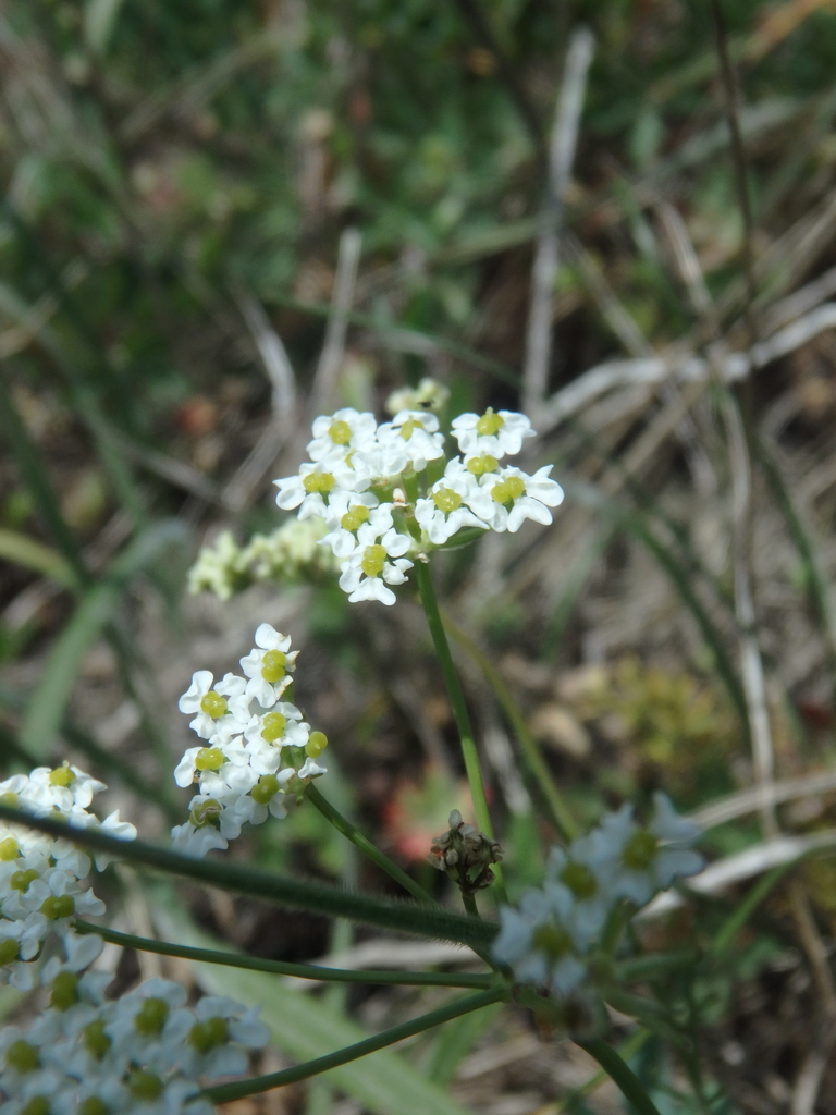 Bunium microcarpum