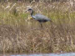 Egretta caerulea × tricolor