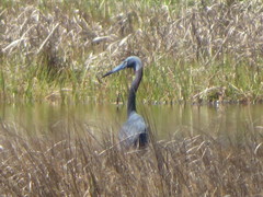 Egretta caerulea × tricolor