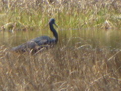 Egretta caerulea × tricolor