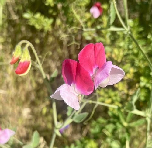 Lathyrus odoratus