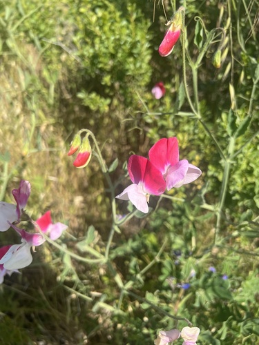Lathyrus odoratus