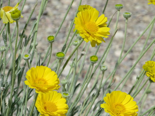 Desert Marigold