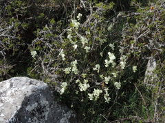 Viola etrusca