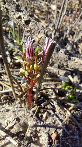 Image of Lachenalia corymbosa by (c) Jacques van der Merwe, some rights reserved (CC BY-SA)